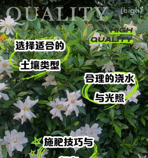 黄枝子养护指南（打造健康繁茂的黄枝子植株）