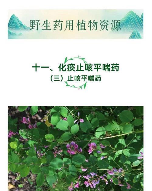 胡枝子的用途及养护技巧（发现胡枝子的魅力，打造独特家居装饰）