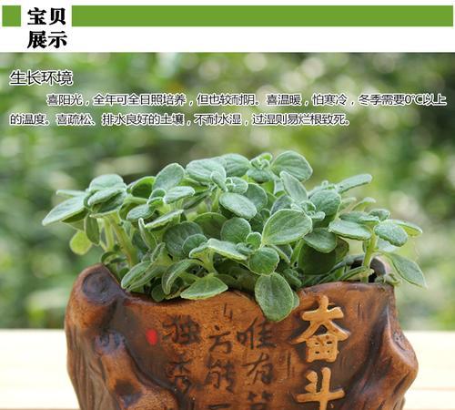 如何判断碰碰香烂根的品质（识别碰碰香烂根真假的关键方法）