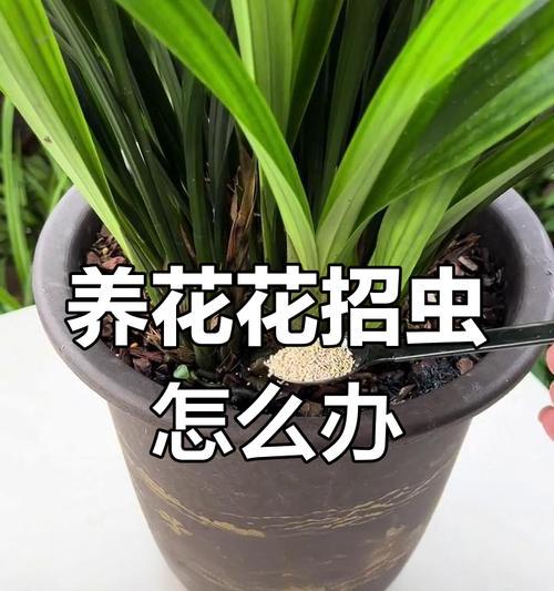 盆景花朵有虫怎么办？（有效解决盆景花卉虫害问题的方法与技巧）