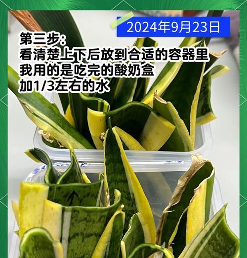 虎皮兰叶子开裂的原因与处理方法（教你如何避免虎皮兰叶子开裂，保持植物健康成长）
