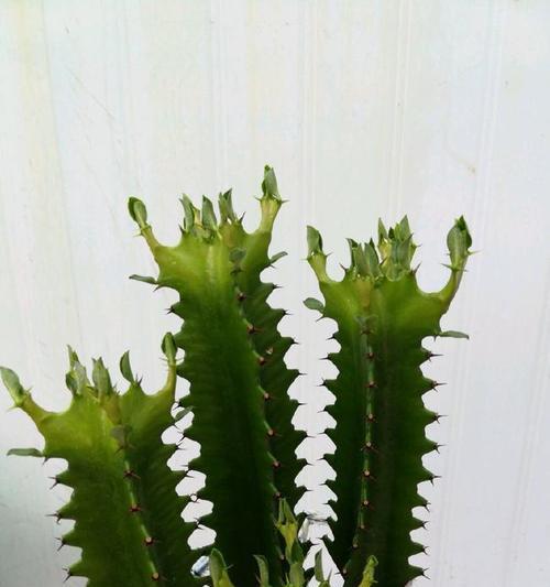 龙骨花移植的正确方法（让你的龙骨花重新焕发生机）
