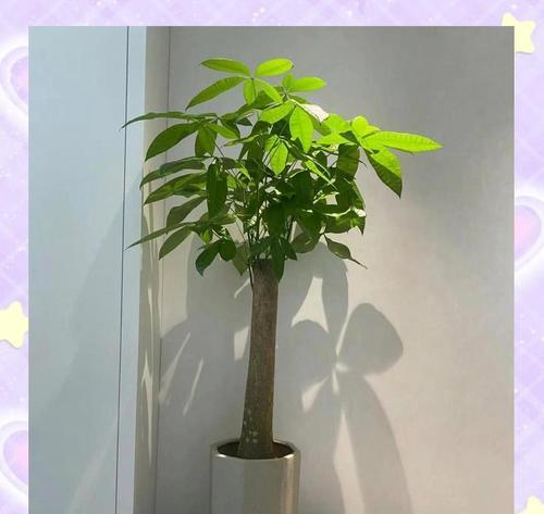冬季养护发财树的必备指南（寒冷季节中让发财树健康茁壮的关键措施）