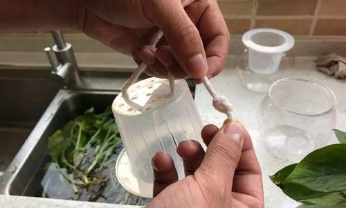 如何将根装进定植篮（有效方法和技巧，让你轻松完成定植篮的根装入工作）