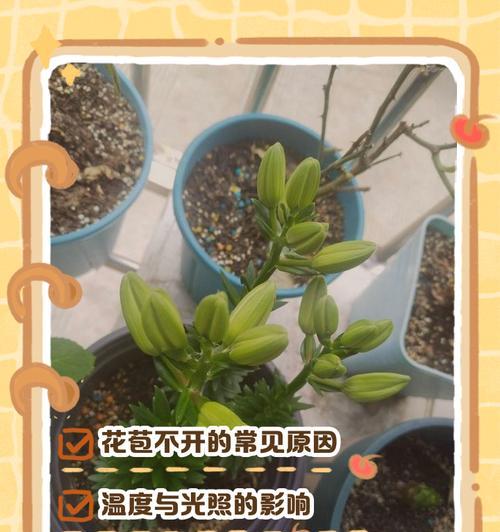 百合叶子枯萎的原因及处理方法（百合叶子枯萎的症状、可能的原因和有效的处理方法）