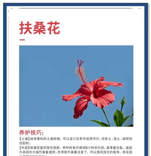 以木锦花的繁殖方法及技巧（探索以木锦花的繁殖过程，让花园更加丰盈多彩）