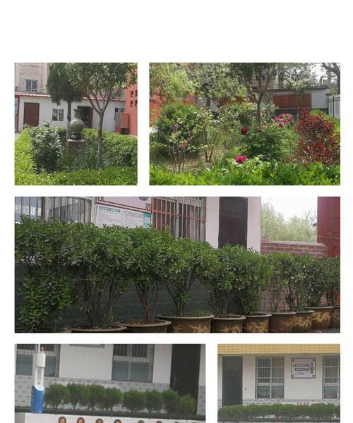 以栽花树为主题的文章（探索栽花树的魅力与技巧）