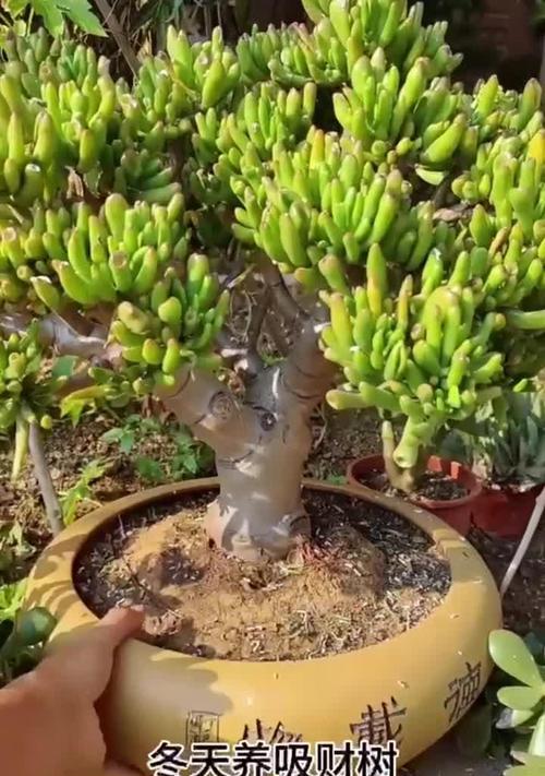 吸财树秋季换盆技巧与注意事项（让你的吸财树在秋季换盆时焕发新生）