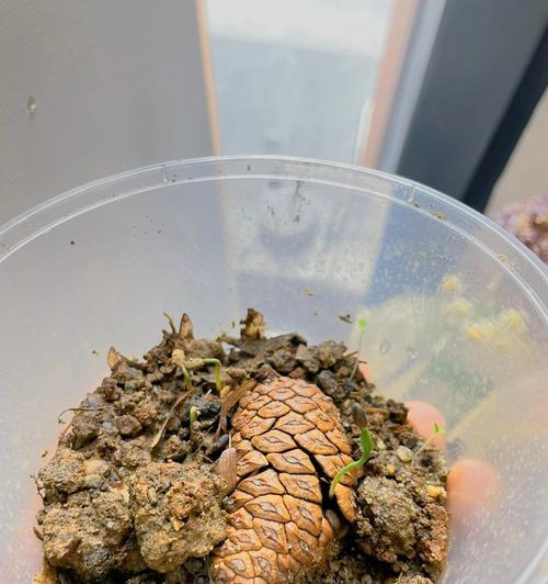 以松果为基础的盆土制作方法（让您的植物在自制的松果盆土中茁壮成长）