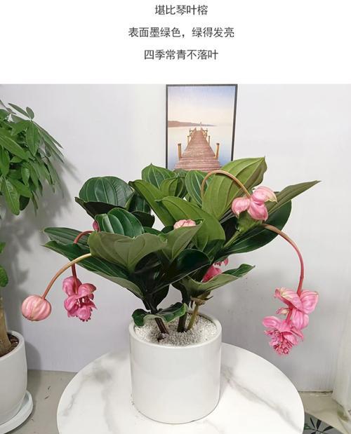 宝莲灯花叶子黄点病因与防治措施（了解宝莲灯花叶子黄点的原因，保护您的植物健康成长）