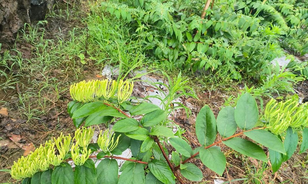 金银花修剪技巧（一叶知秋，两年娇艳）