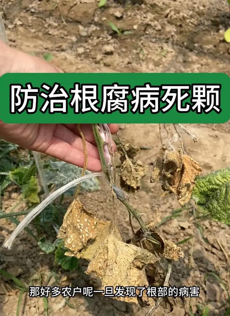 树根烂了怎么抢救？（保护树木健康的关键在于抢救烂根）