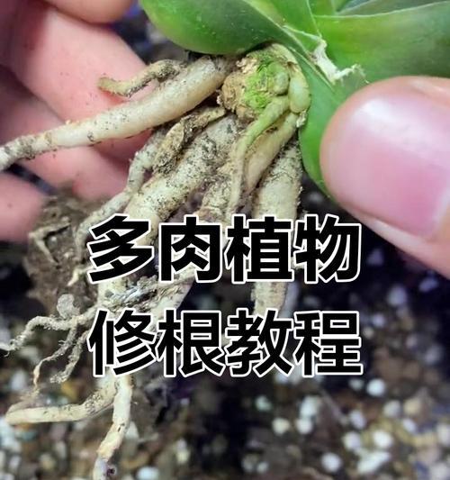 多肉剪枝技巧与移植要点（掌握多肉植物修剪与移植的技巧，让你的多肉更加茂盛）