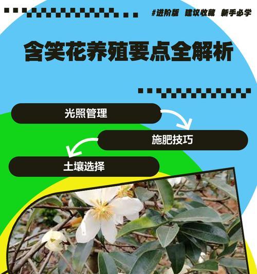 如何补救以含笑叶子发黄的问题