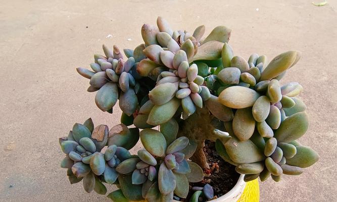 探索缀化繁殖的奥秘（解读缀化繁殖的过程和适应机制）