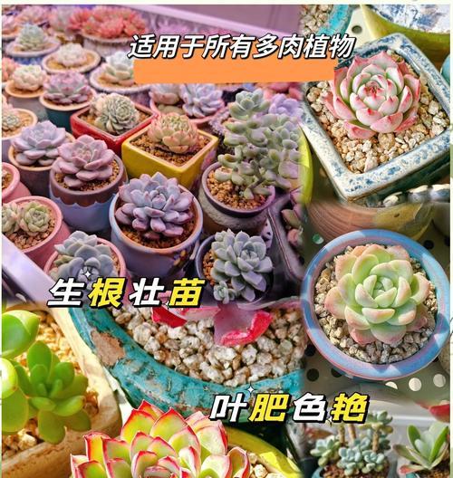 多肉根高种植的技巧与注意事项（掌握关键步骤，轻松培育高根多肉）