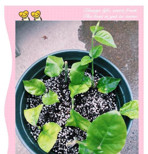 茉莉剪下的枝如何扦插成功（掌握茉莉繁殖技巧，轻松培育新苗）