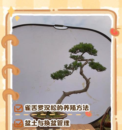 罗汉松嫁接接穗的技巧与方法（提高罗汉松嫁接成功率的关键步骤）