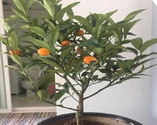 如何养护金钱菊盆栽（金钱菊盆栽的养护方法及注意事项）