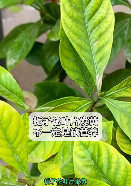 桅子花叶子为什么会变黄？（分析桅子花叶子黄化的原因及处理方法）