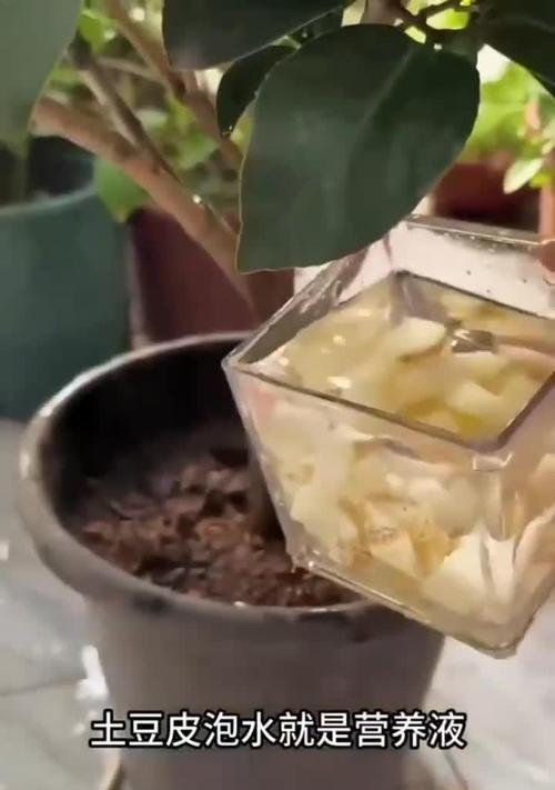 果皮发酵肥料臭味处理方法（消除果皮发酵肥料的难闻气味，打造宜人的园艺环境）