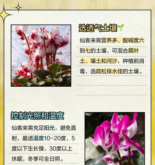 以仙客来花籽种植的技巧与方法（打造美丽花园的秘密武器，以仙客来花籽种植指南）