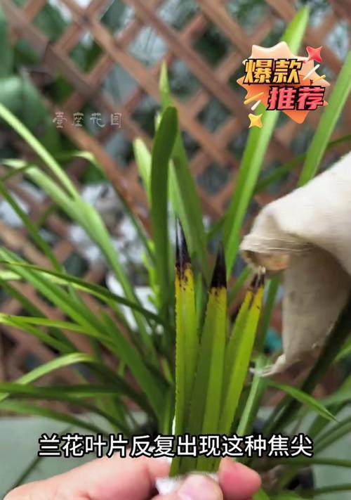 兰花叶片合起来了，探究原因（解析兰花叶片合拢的奥秘，揭示生态适应机制）