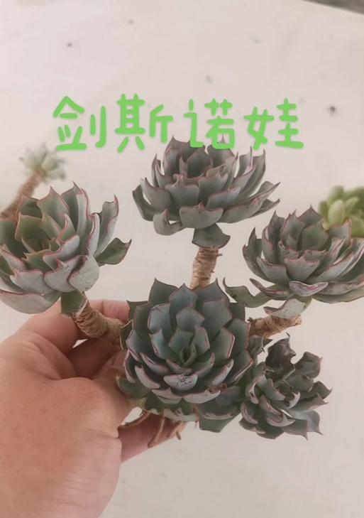 剑斯诺娃多肉养护指南（如何让你的剑斯诺娃多肉健康成长？）