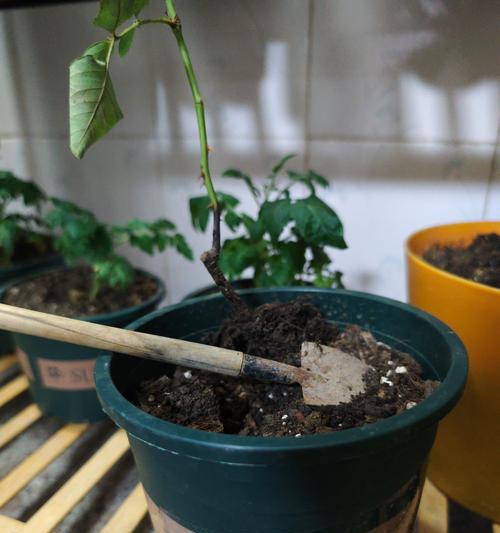 月季苗藤的养护指南（打造绚丽盛开的花园，轻松养护月季苗藤）