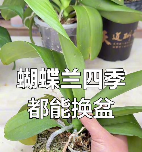 蝴蝶兰换盆指南（合适的时间、盆土、器皿、步骤详解）