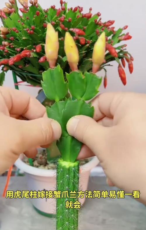 蟹爪兰花的培育与护理（打造迷人花园的必备指南）