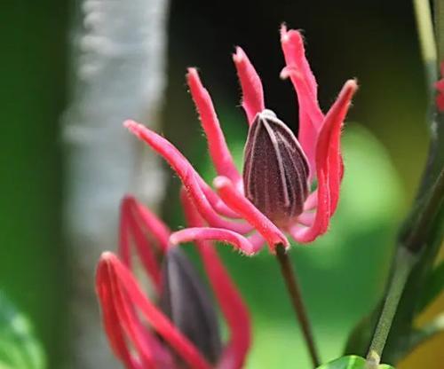 孔雀花叶子干燥了怎么办？（保持孔雀花叶片湿润的有效方法）