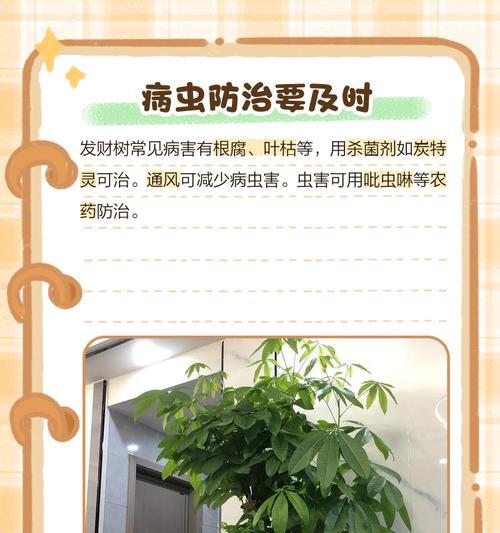 招财树的栽培指南（了解如何正确种植和照顾招财树，让财运滚滚来！）