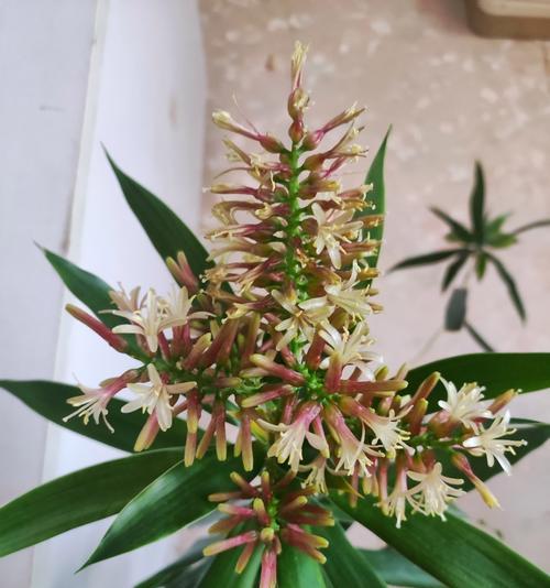 百合竹开花的养护技巧（打造迷人花园享受盛开美景）