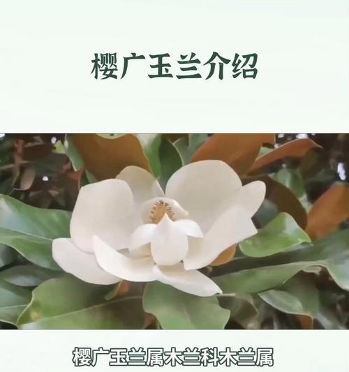 广玉兰的生长环境条件及特点（探秘广玉兰的适宜生长条件和独特特征）