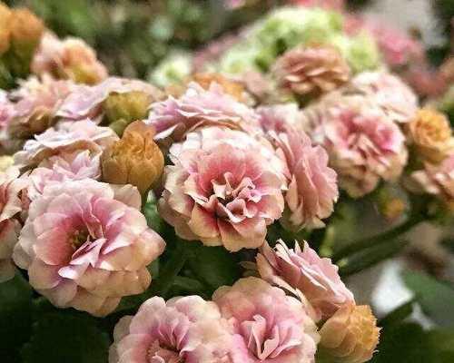 厚脸皮花种植指南（从选址到养护，打造美丽花园）
