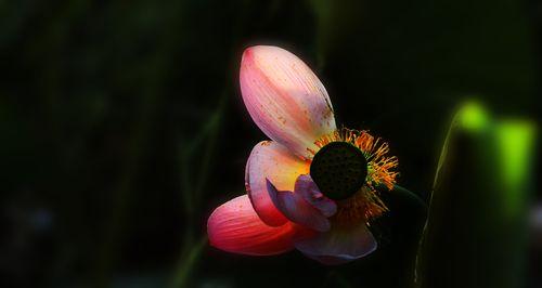 打造芙蓉卷娟（重要）