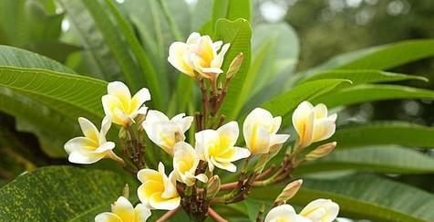 以鸡蛋花为主题的白色之谜（揭秘鸡蛋花为何偏爱白色）