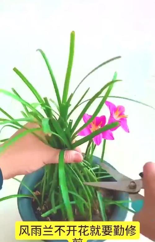 以风雨兰如何施肥为主题写的文章（探索风雨兰肥料施用的最佳方法）