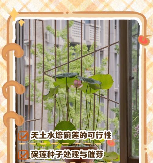 碗莲泥土（探寻碗莲泥土的卓越魅力与价值）