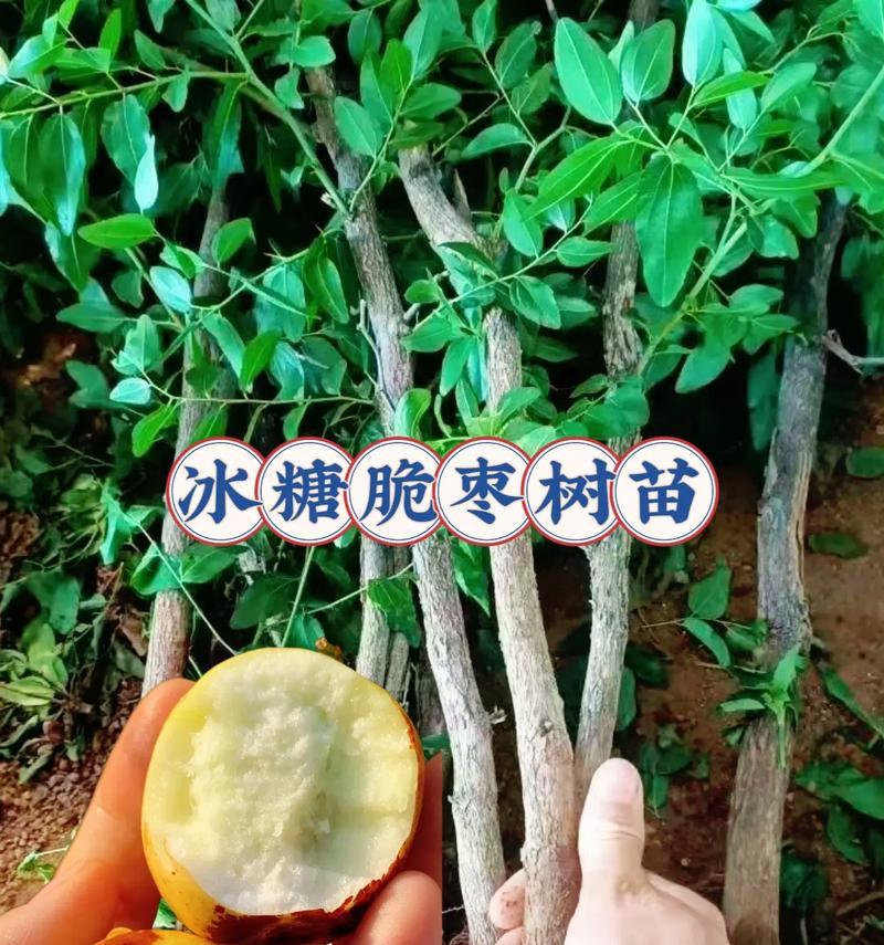 软枣树几年结果的关键（如何让软枣树早结果）