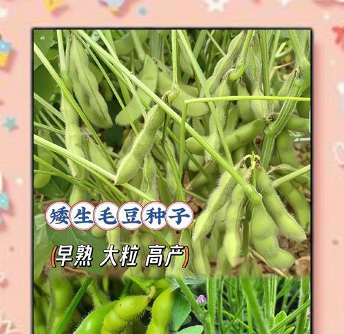 毛豆种植间距是多少？如何科学种植毛豆？