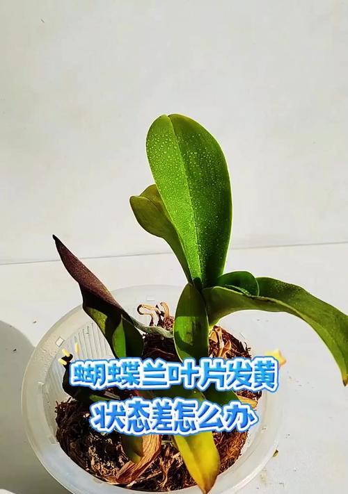 蝴蝶兰叶不长怎么办？寻找解决方法（探讨蝴蝶兰叶不长的原因，提出针对性的解决方案）
