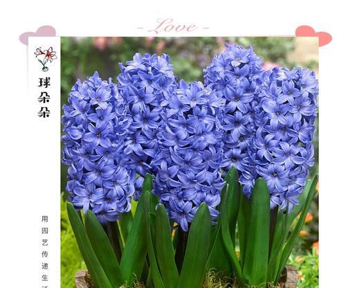 如何正确养护风信子（掌握关键技巧，打造美丽花园）