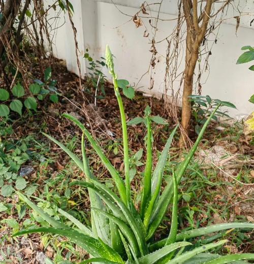 冬天怎样给芦荟保温？（科学方法让芦荟在寒冷冬季保持健康）