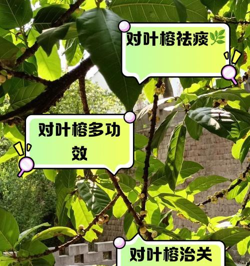 冬天人参榕叶子冻发黑的应对方法（如何有效防止人参榕叶子在冬天冻发黑）