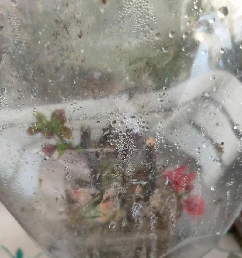 解决三角梅不生根的问题（让三角梅快速生根的方法与技巧）