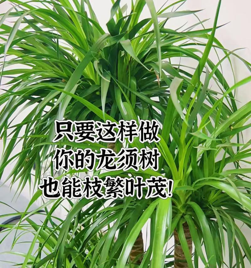 以龙须树怎么养，掌握适宜肥料是关键（龙须树养护指南，了解合适肥料的重要性）