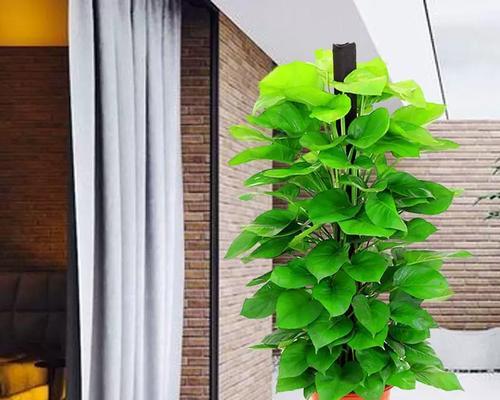 插柱让绿萝更美观（绿萝中间插柱子的技巧和方法）