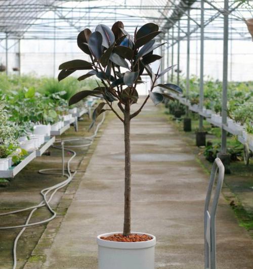橡皮树养土技巧大揭秘（打造理想生长环境，让橡皮树茁壮成长）